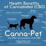 Marijuana per cani e gatti gravemente malati 2