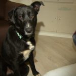 Hero il cane che ha salvato i suoi 10 cuccioli a Dallas
