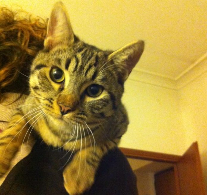 Cuore & Batticuore: sono vedova di Lillo, il mio gatto