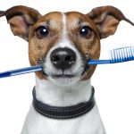 Dentisti per cani e gatti a Torino apre il primo ambulatorio