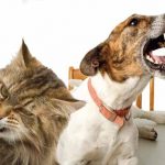 Dentisti per cani e gatti a Torino apre il primo ambulatorio1
