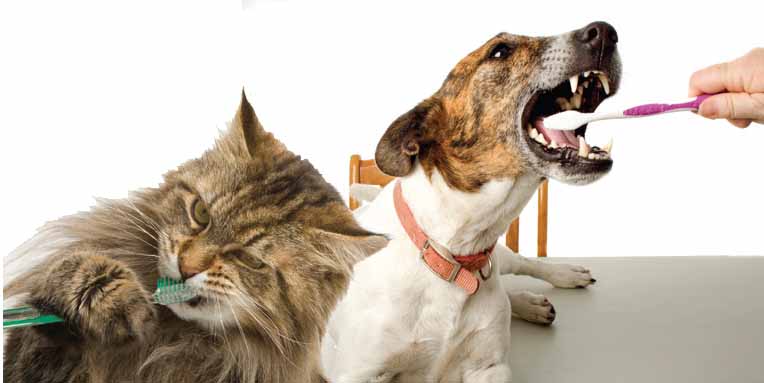 Dentisti per cani e gatti a Torino apre il primo ambulatorio