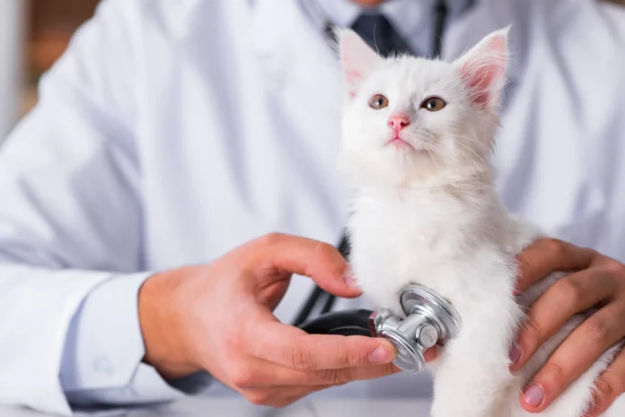 Perché in Italia non si effettuano trapianti per cani e gatti ?