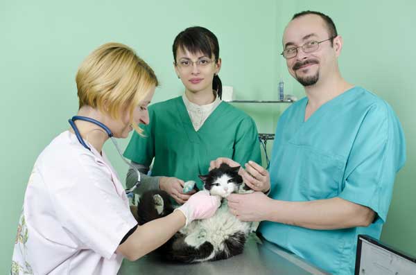 Mutua sanitaria per cani e gatti prima iniziativa previdenziale per bau & miao