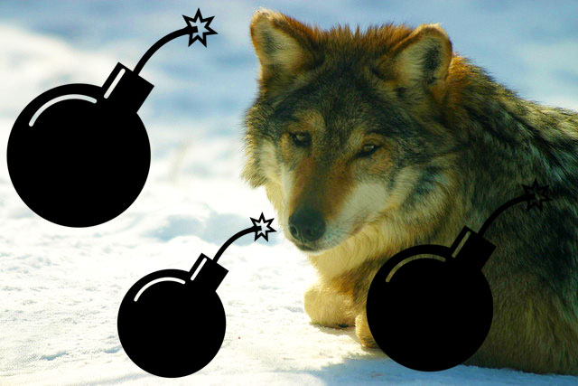 Genesi della radicalizzazione dei lupi solitari del terrorismo