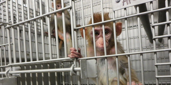 Animali straziati e torturati il lato oscuro della ricerca scientifica