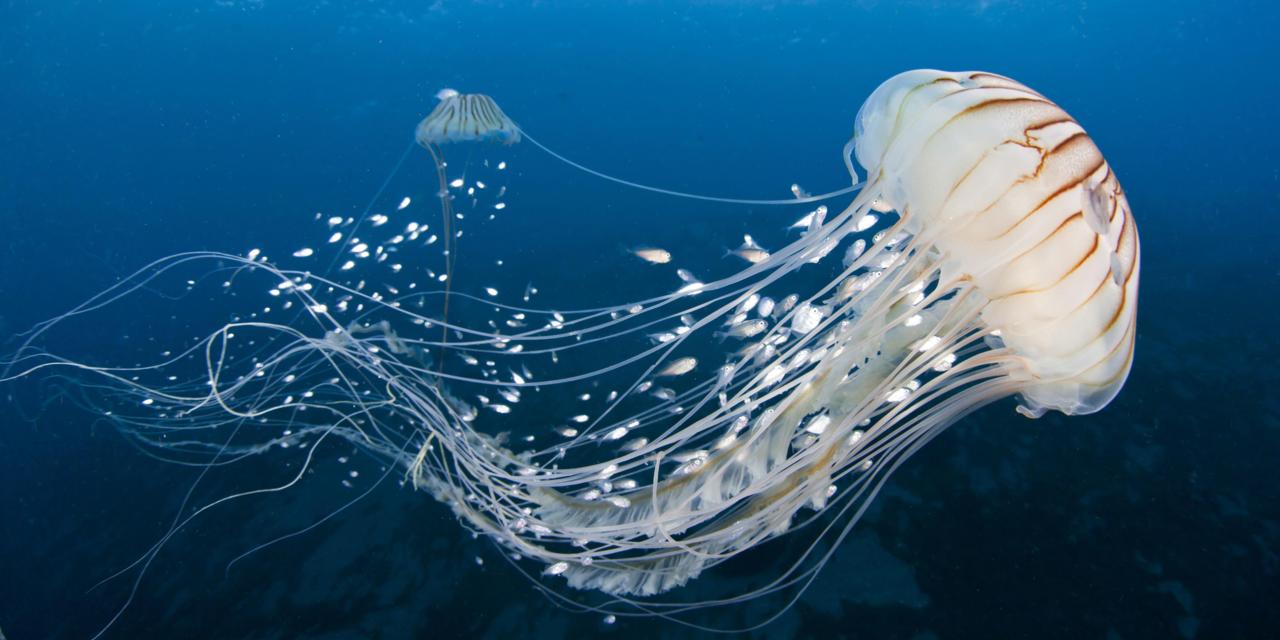 allarme meduse nel mediterraneo