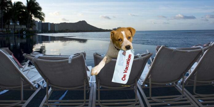 bau-miao-in-vacanza-col-caro-assicurazioni/