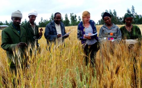 Grano antico sfama il mondo mentre la chimica lo avvelena