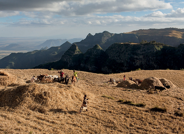 Grano antico sfama il mondo mentre la chimica lo avvelena