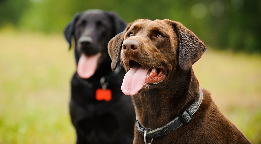 Cani antitumore il fiuto che scopre le cellule tumorali