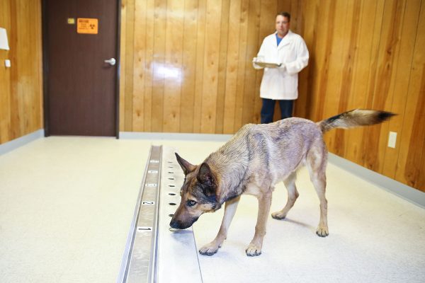 Cani antitumore il fiuto che scopre le cellule tumorali