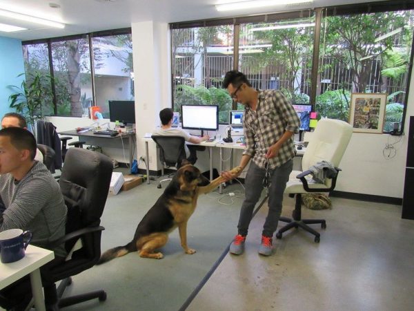 Cani in ufficio assieme ai dipendenti