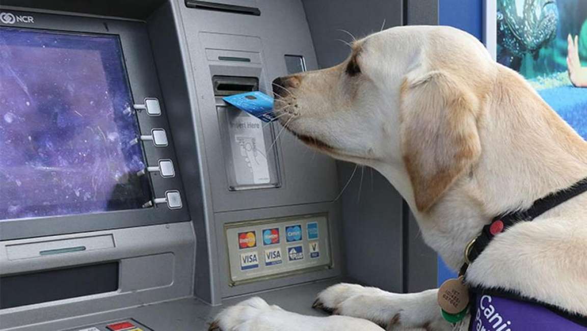 Banche a quattro zampe cani e gatti con carte di credito e conti correnti