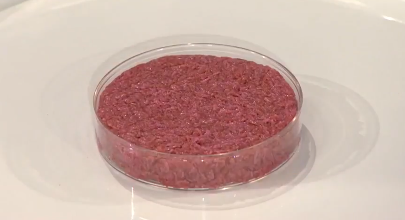 Carne addio bistecca artificiale dal laboratorio alla tavola