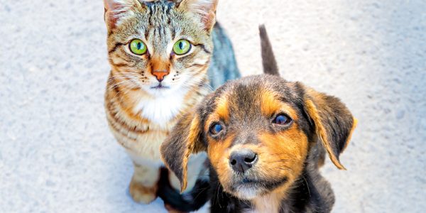 Cani e gatti l'illusione della clonazione