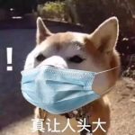 Sindrome virus cinese nessun rischio per cani e gatti
