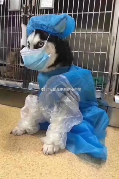 Sindrome virus cinese nessun rischio per cani e gatti