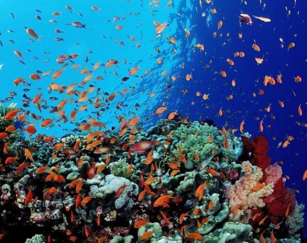 Oceani salva vita per la Terra e l'umanità