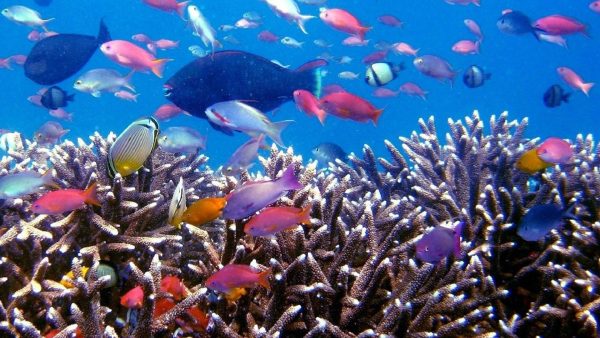 Oceani salva vita per la Terra e l'umanità
