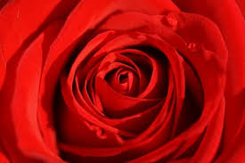 Maggio: le rose e le spine della politica e delle nomine