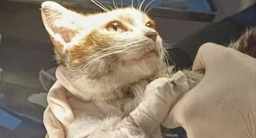 L’umanità ? l’insieme di tutti gli esseri viventi uomini o animali