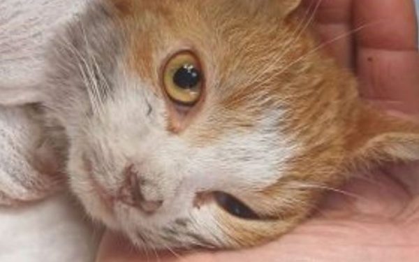 L’umanità ? l’insieme di tutti gli esseri viventi uomini o animali