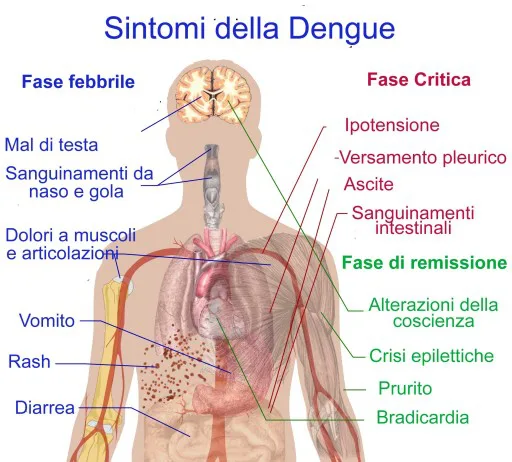 Ecco come fronteggiare l’allarme dengue
