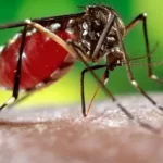 Ecco come fronteggiare l’allarme dengue