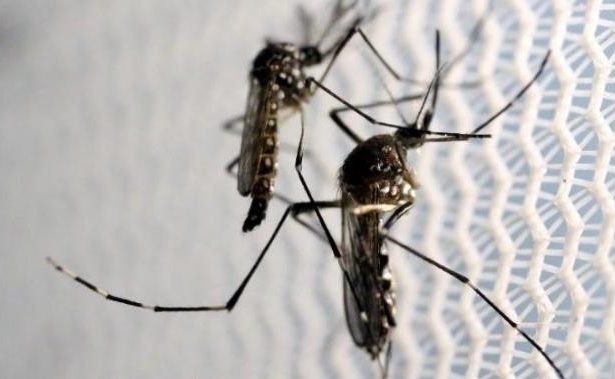 Ecco come fronteggiare l’allarme dengue