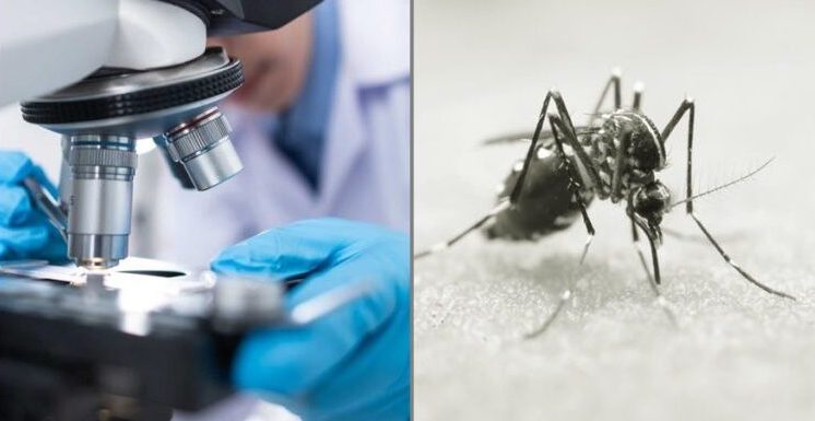 Ecco come fronteggiare l’allarme dengue
