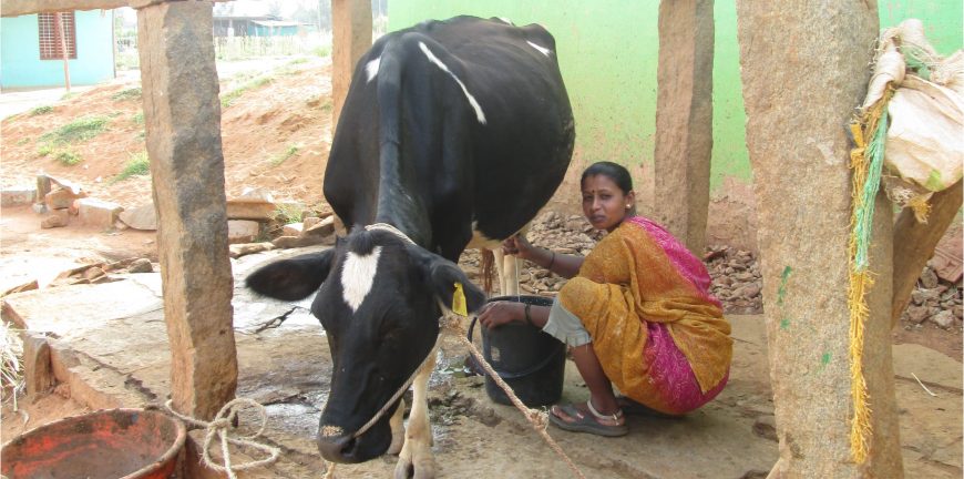 Meno fame e guerre: la rivoluzione delle mucche da latte