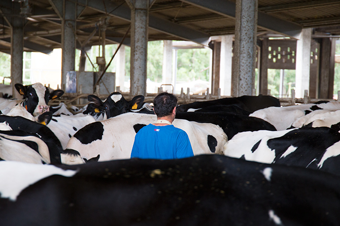 Meno fame e guerre: la rivoluzione delle mucche da latte