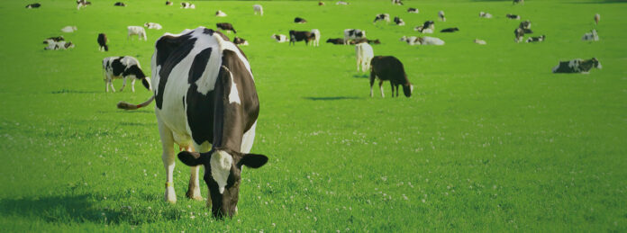 Meno fame e guerre: la rivoluzione delle mucche da latte