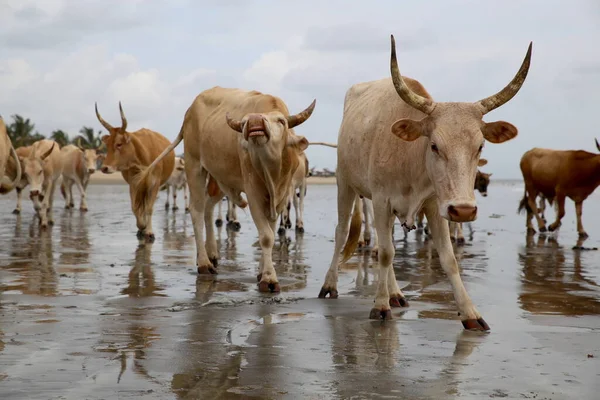 Meno fame e guerre: la rivoluzione delle mucche da latte
