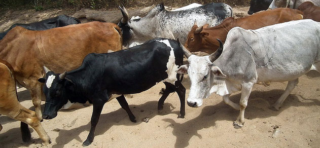 Meno fame e guerre: la rivoluzione delle mucche da latte