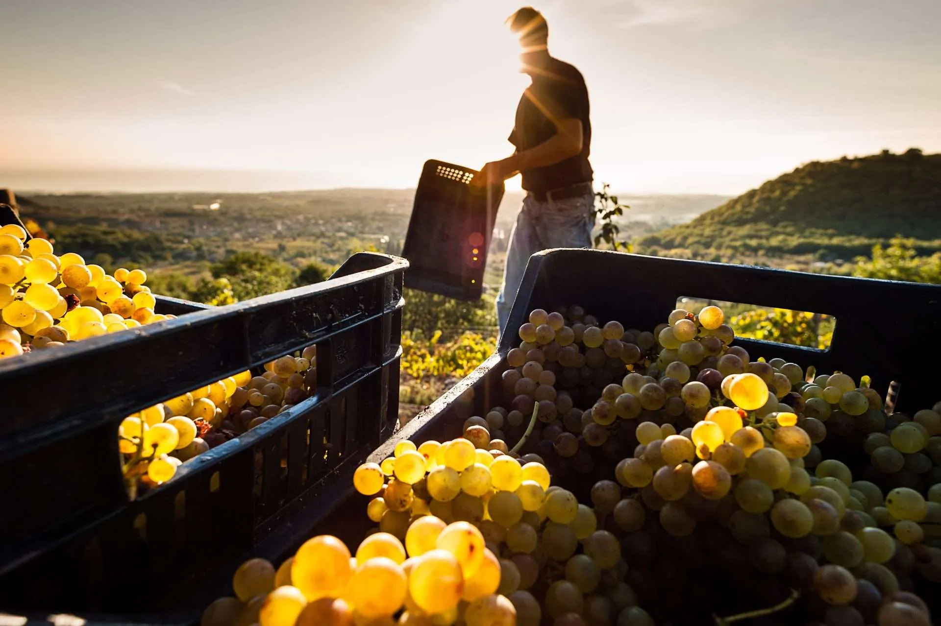 Vendemmia anticipata da Nord a Sud annata di qualità