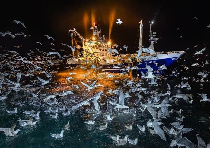 Gli straordinari scatti dei finalisti del prestigioso Wildlife Photographer of the Year
