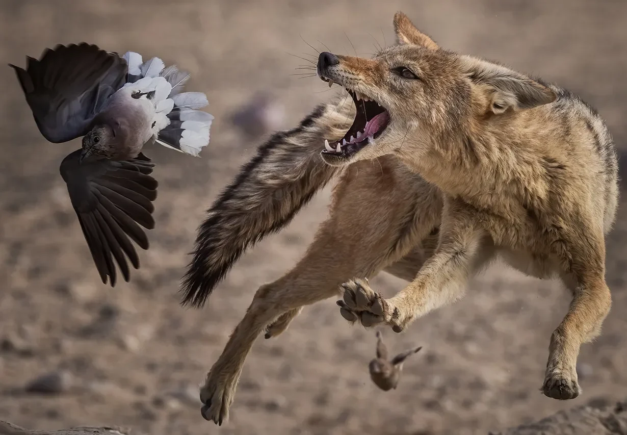 Gli straordinari scatti dei finalisti del prestigioso Wildlife Photographer of the Year
