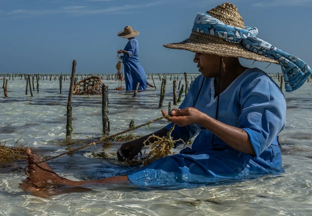 Gli straordinari scatti dei finalisti del prestigioso Wildlife Photographer of the Year