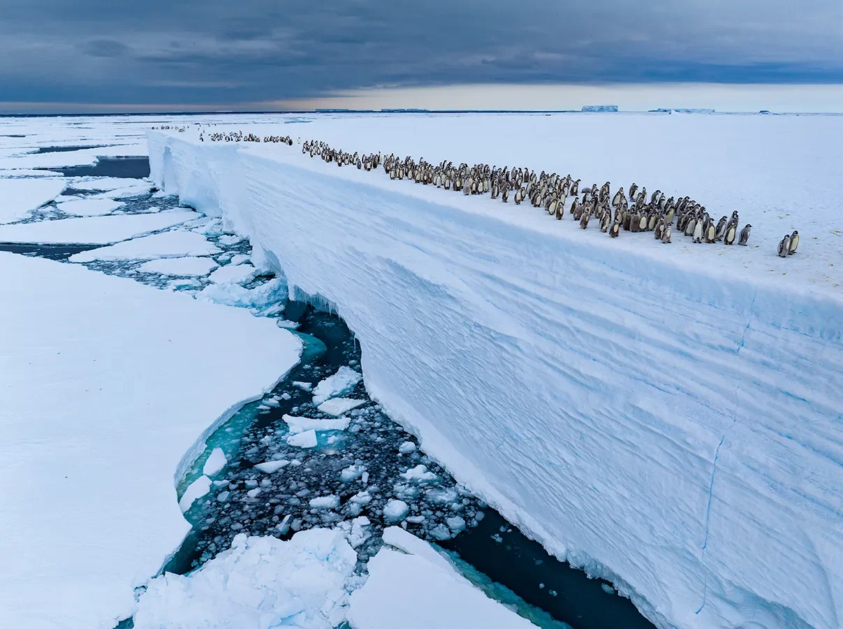 Gli straordinari scatti dei finalisti del prestigioso Wildlife Photographer of the Year