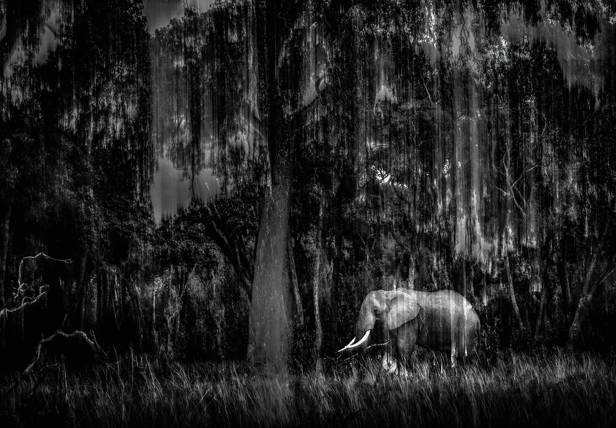 Gli straordinari scatti dei finalisti del prestigioso Wildlife Photographer of the Year