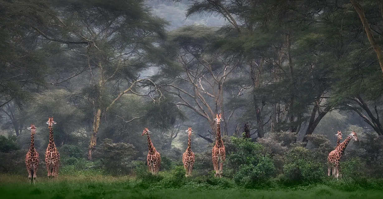 Gli straordinari scatti dei finalisti del prestigioso Wildlife Photographer of the Year
