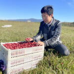 Mirtilli made in Cina col brevetto genetico rubato alle multinazionali occidentali