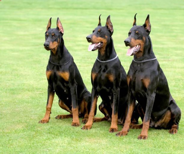 La conazione dei cani diventa un’arma militare