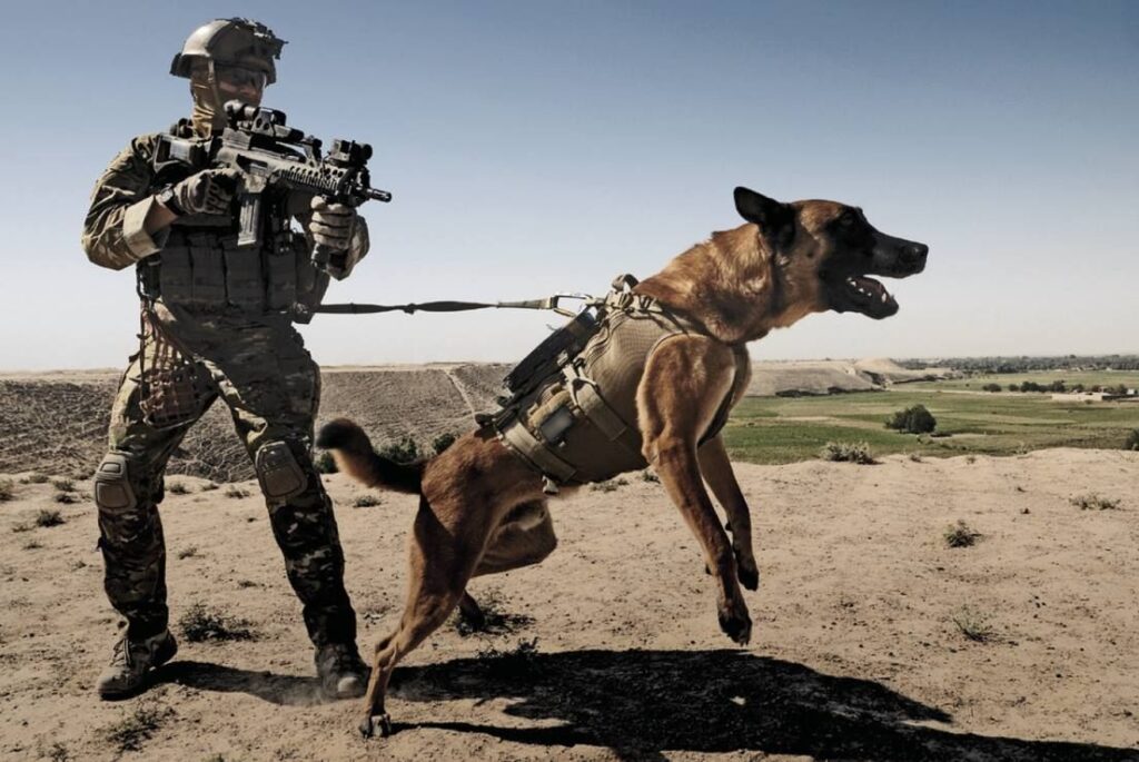 La conazione dei cani diventa un’arma militare