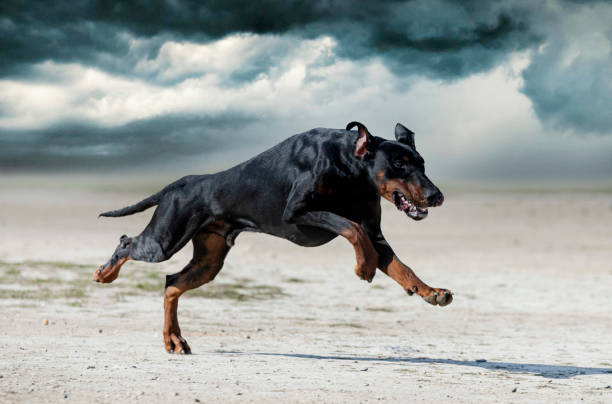 La conazione dei cani diventa un’arma militare